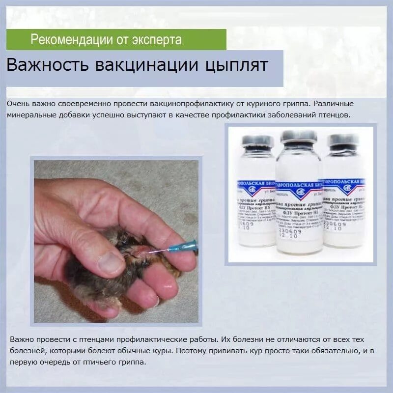 Схема вакцинации цыплят бройлеров. Таблица вакцинации курей. Схема прививок цыплятам. Вакцинация бройлеров схема. Вакцинация бройлеров схема.