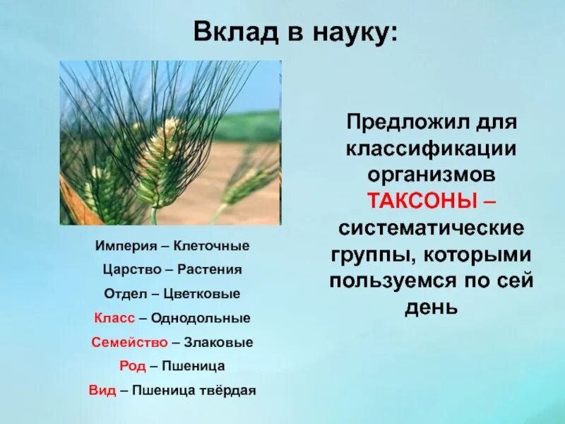 Пшеница группа организмов. Предложил для классификации организмов таксоны. Систематика растений пшеница. Система растений и животных отображение эволюции. Систематическое положение пшеницы.