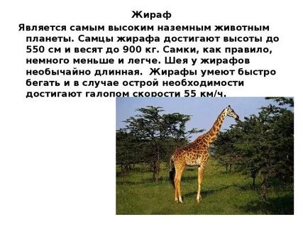 Самым крупным наземным животным является