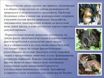 Животный мир состав