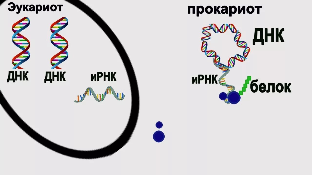 Кольцевая днк прокариот. Репликация ДНК У прокариот. Структура ДНК эукариот. Кольцевая молекула ДНК У прокариот. Линейная ДНК У эукариот.