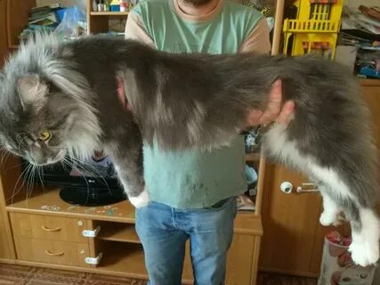 Мейн кун кастрировать кота