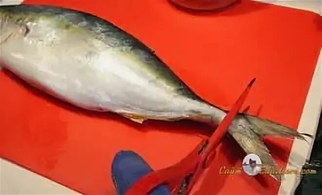 Лакедра рыба рецепты приготовления в духовке