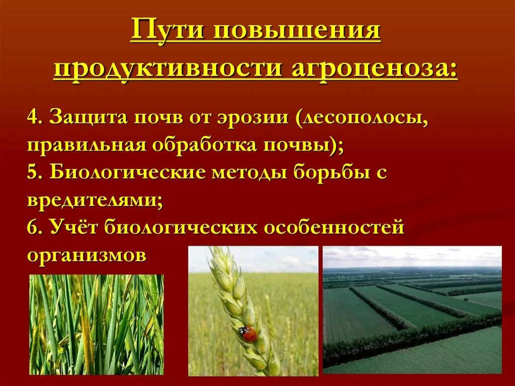 4 агроценоз. Пути повышения продуктивности агроценоза. Способы повышения продуктивности агроценозов. Пути повышения продуктивности агроэкосистем. Пути повышения устойчивости и продуктивности агроценозов.