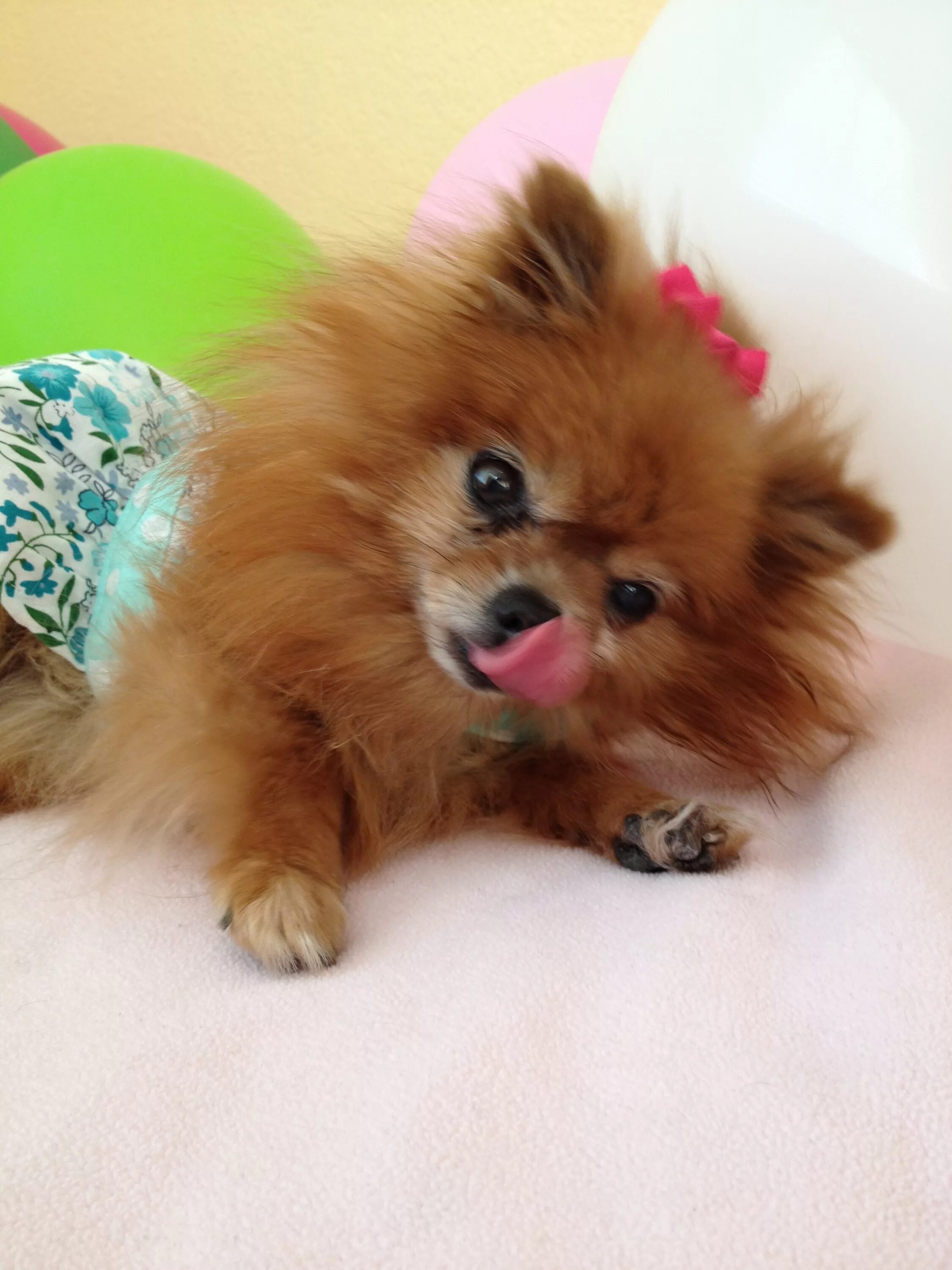 цверг померанский шпиц. померанский шпиц медвежонок. девочка со шпицем картинки. шпиц с ериком. померанский шпиц лисичка.