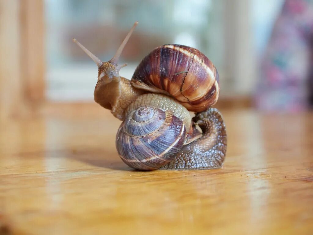 запеченные виноградные улитки. виноградные улитки в подмосковье. улитки москвы. виноградная улитка гигантская. виноградная улитка съедобная.