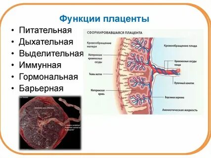 Сосуды зародыша