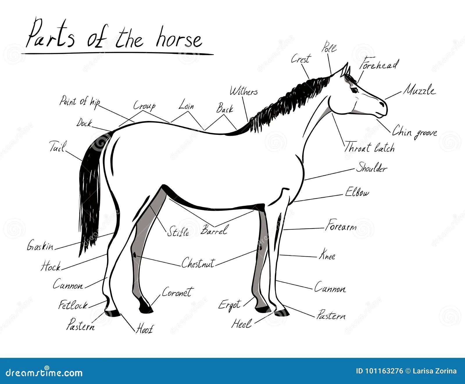 Части тела лошади. Лошадь схема. Части тела лошади схема. Лошадь части тела плакат.