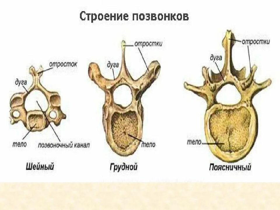 Тело позвонка шейного. Строение позвонка. Строение позвонка человека анатомия. Особенности строения позвоночника, строение позвонков. Строение позвонков в различных отделах позвоночного столба.