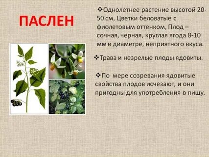 Чем полезен паслен