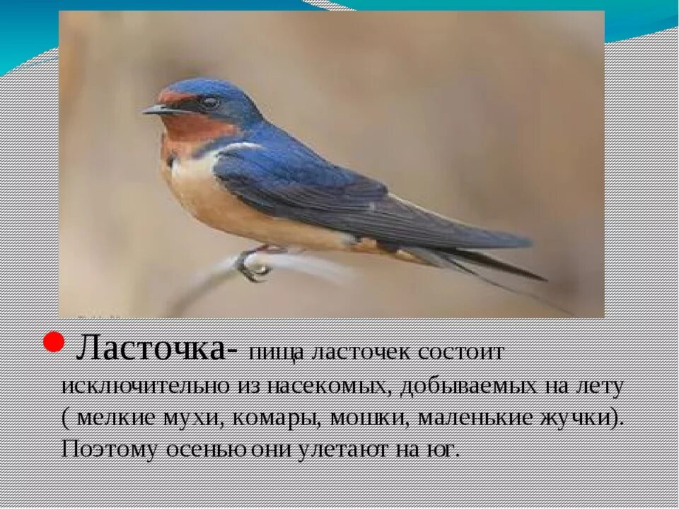 Текст про ласточку. Ласточка птица описание. Ласточка характеристика. Птица Ласточка презентация. Рассказать про ласточку детям.