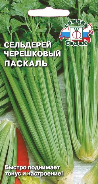 Сельдерей паскаль. Семена сельдерей паскаль черешковый седек. сельдерей черешковый семена паскаль. сельдерей черешковый паскаль от седек. сельдерей паскаль черешковый фото.