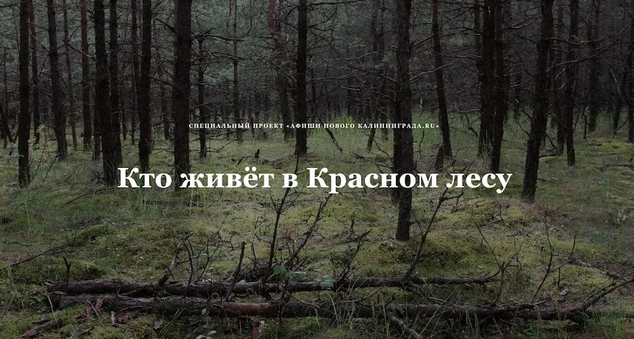 Роминтская пуща Калининград