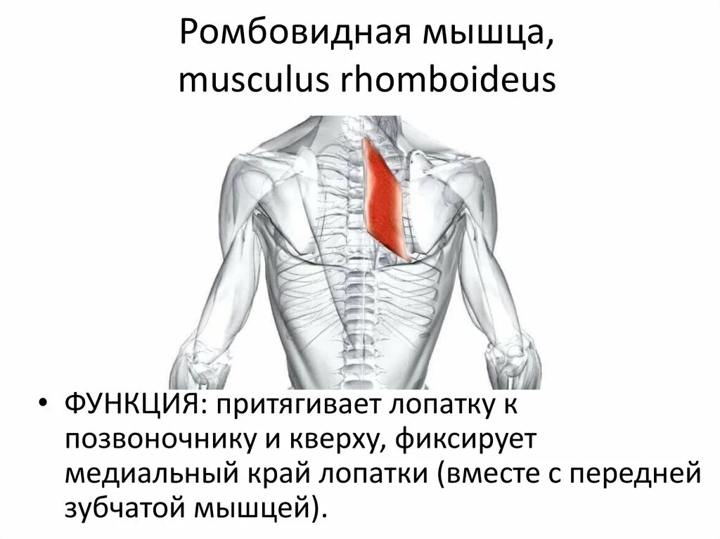 Ромбовидная мышца спины упражнения. Большая и малая ромбовидные мышцы спины. Малая ромбовидная мышца спины. Большая и малая ромбовидные мышцы анатомия. Ромбовидная мышца спины и трапеция.