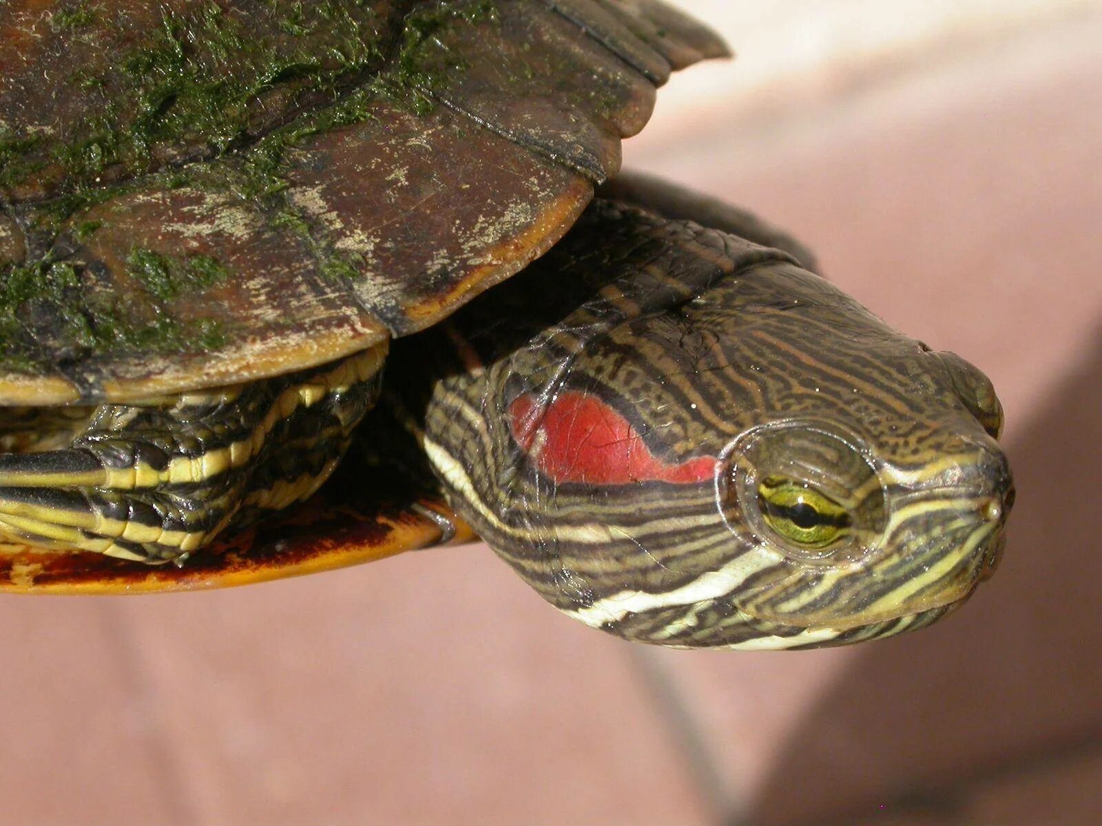 Сколько лет живут красноухие. Красноухая черепаха. Красноухая Пресноводная черепаха. Черепаха красноухая черепаха. Красноухая желтобрюхая черепаха.