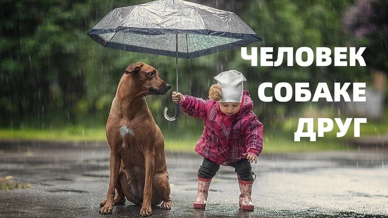 Человек собаке друг это знают все. Бобик в гостях у барбоса (1977). Собаки наши друзья. Человек собаке друг это знают все. Человек собаке друг слова.