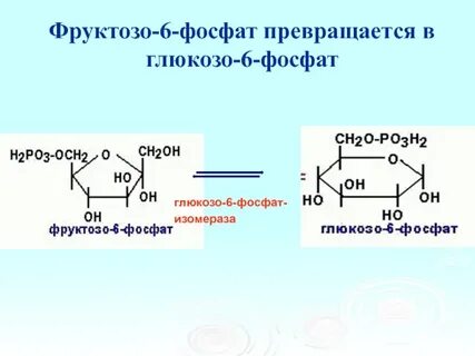 Фруктозо 1 фосфат глюкозо 1 фосфат