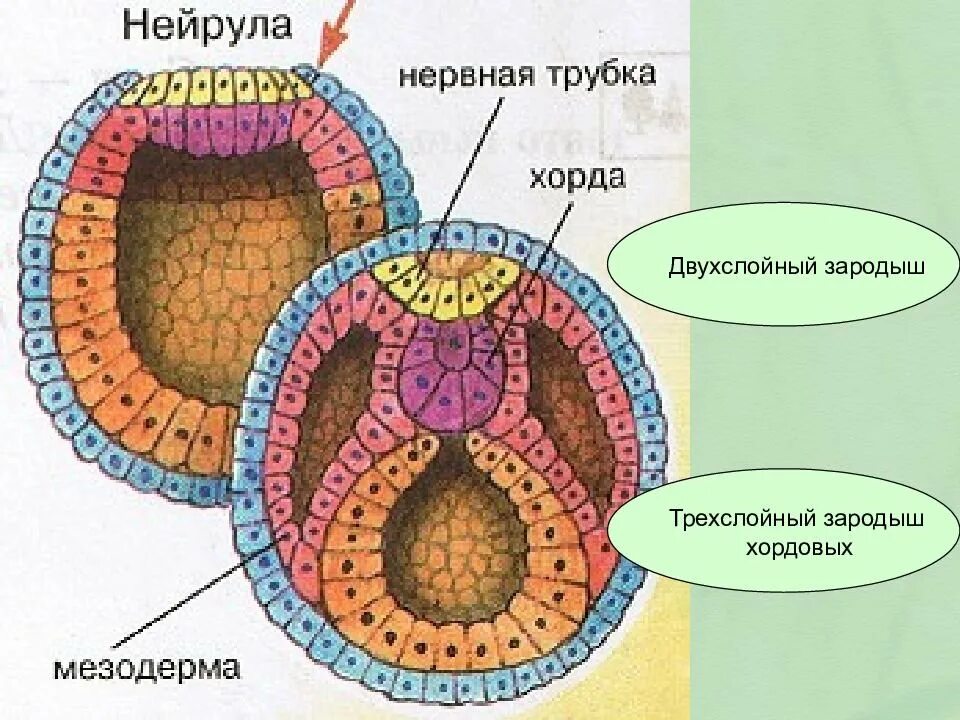 Эктодерма хорда энтодерма