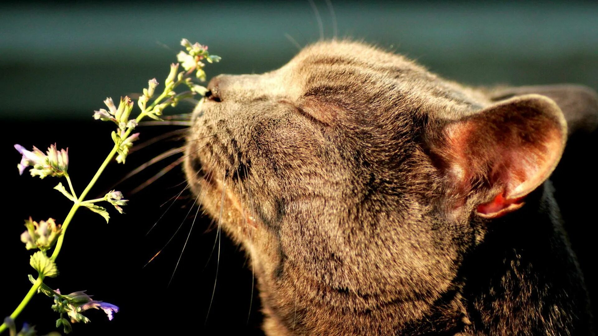 А мы с ним пахнем кошачьей мятой. Кошка нюхает. Котик нюхает цветы. Обоняние у кошек. Кот нюхает цветочек.