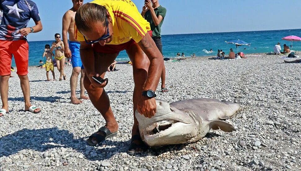 В средиземном море есть акулы или нет
