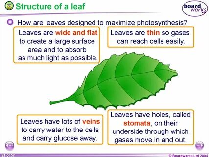 How it leaves