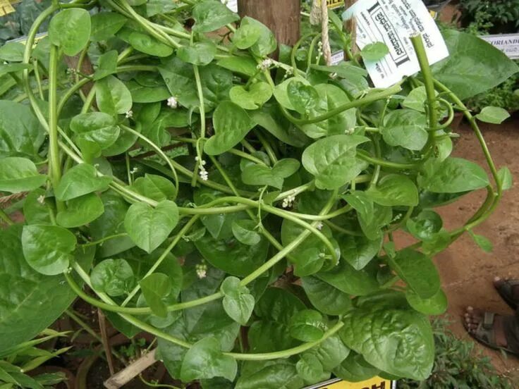 Базелла фото посадка и уход Pin on Gardening
