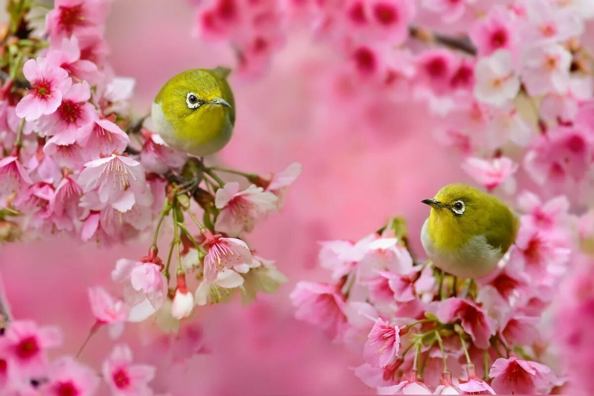 Весенней яркой. Яблони в цвету. Растения весной. Цветущая ветка яблони. Яркие цветы.