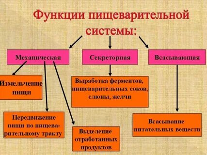 Органы выполняющие общую функцию это