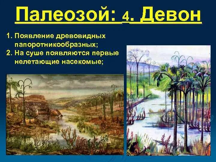 Развитие жизни на суше. В какой эре появились древовидные. На суши появились в палеозое. Жизнь на земле зародилась на суше