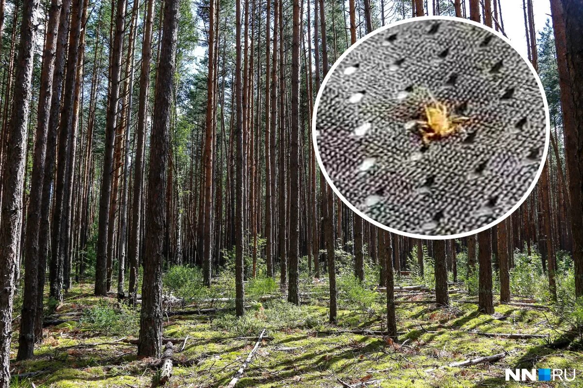 городец река волга. богородский район нижегородская область равнина. лысково 1410. районы нижегородская область карта с районами. ковернино нижегородская область.