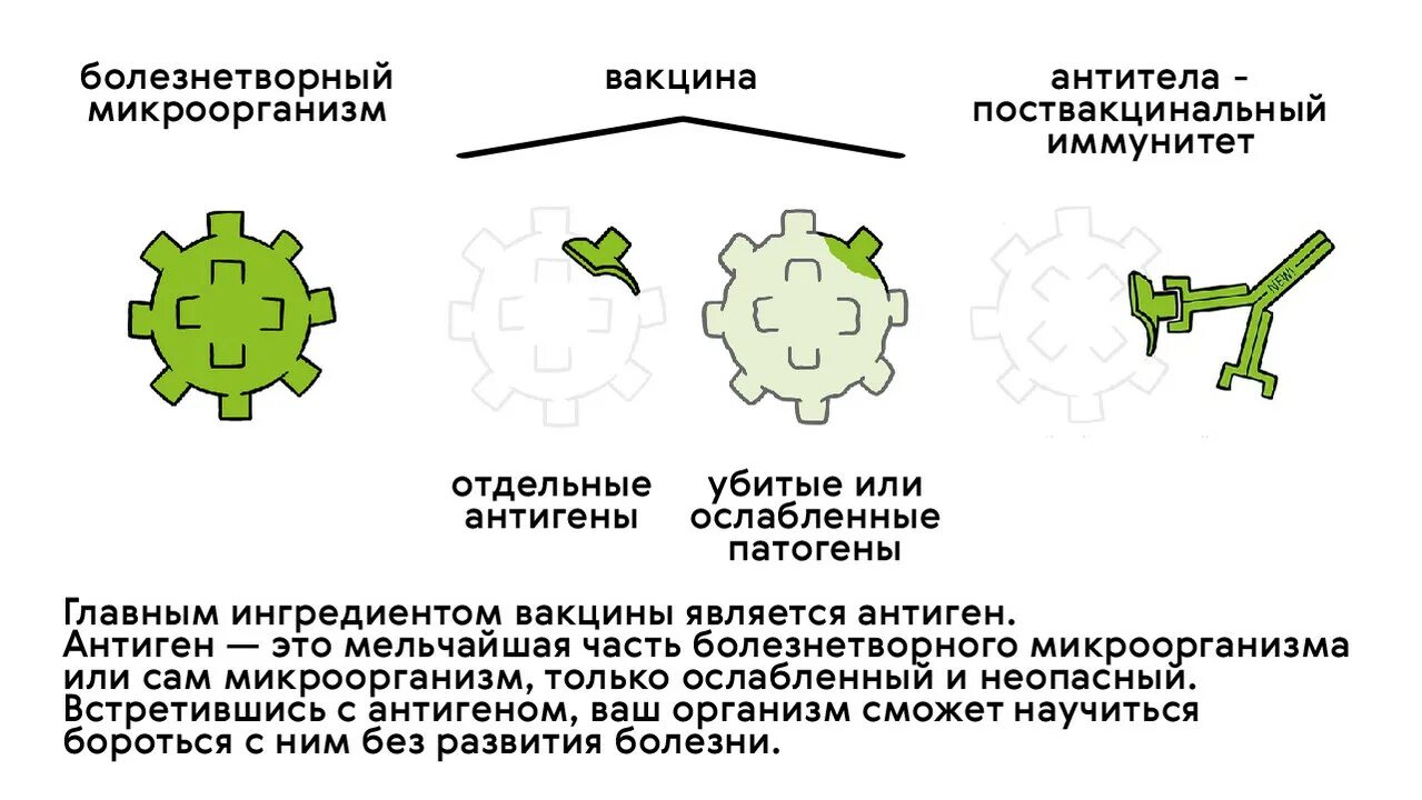 Схема действия вакцины. Антиген в вакцине. Вакцина схема ослабленный вирус.