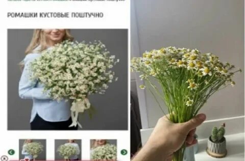 Ромашка новосибирск