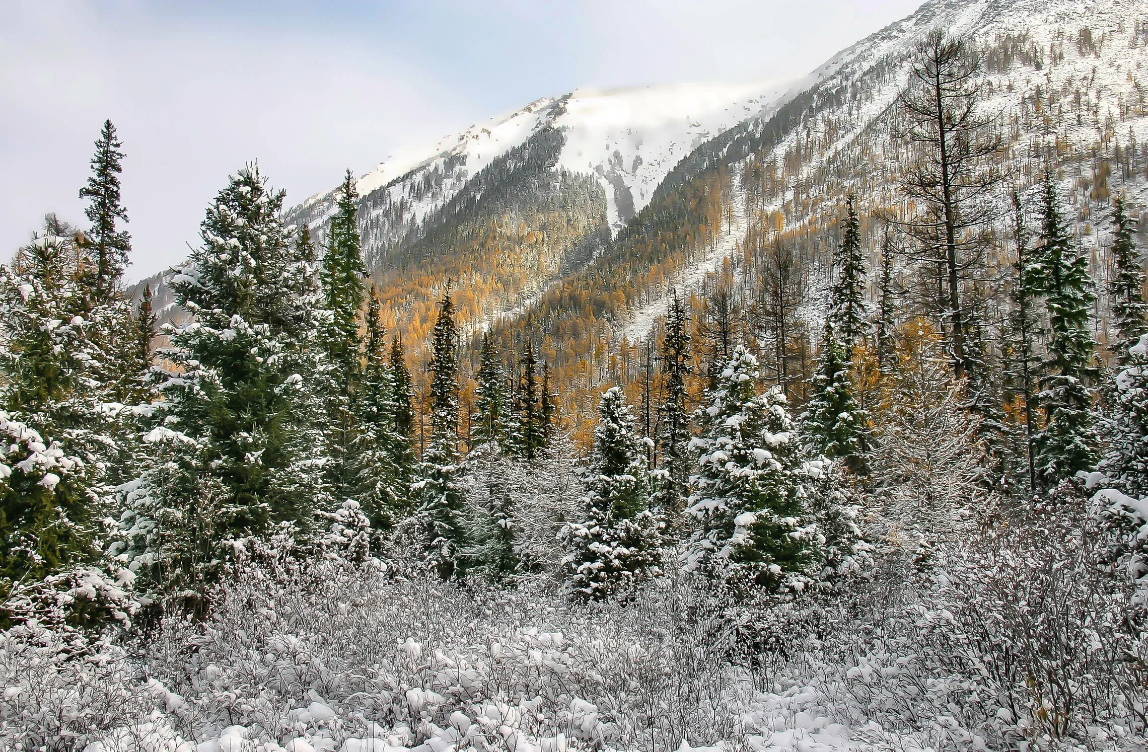 саянская тайга зимой. пейзажи камчатки. природа камчатки зимой. восточный зима. восточная сибирь саян.