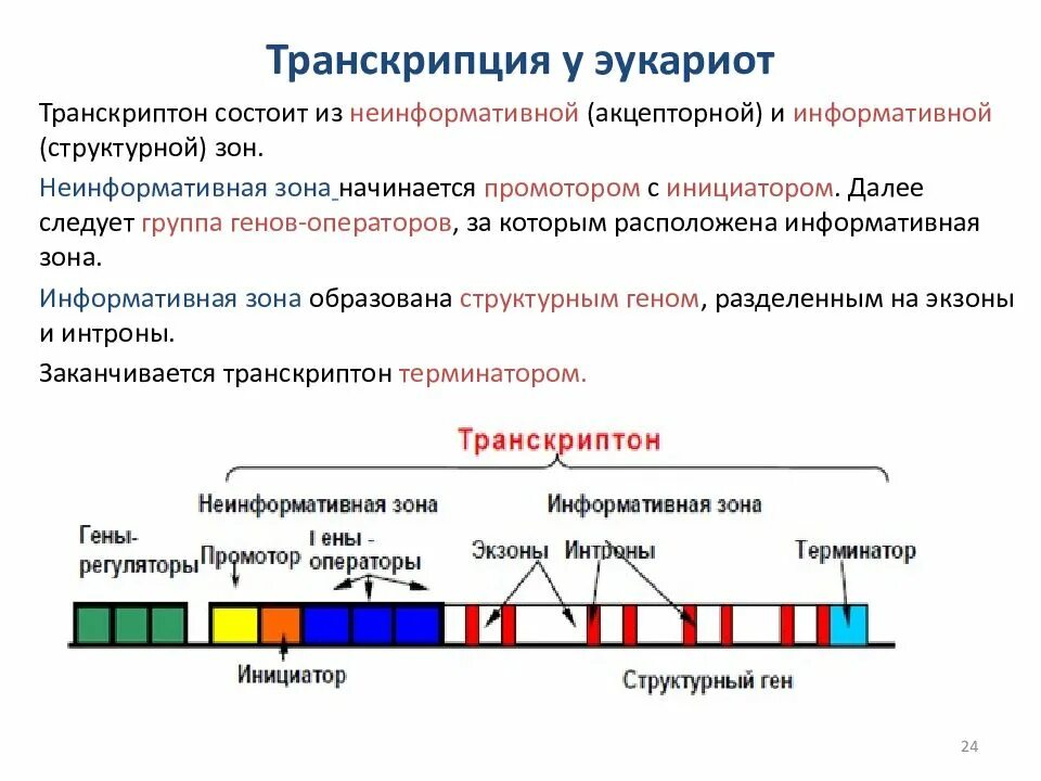 Регуляция генов прокариот. Процессы транскрипции и трансляции у прокариот и эукариот. Процесс транскрипции у эукариот. Структура транскриптона у эукариот. Транскрипция генов эукариот.