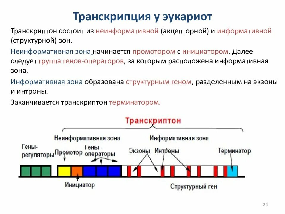 Экспрессия прокариот