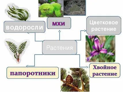 Виды растений 3 класс окружающий мир