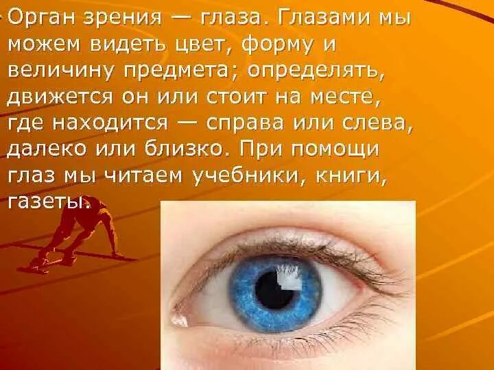 Органы чувств глаза 9 класс. Органы чувств глаза. Зрение орган чувств глаз. Сообщение о органе чувств глаза. Интересные факты об органе чувств глаза.