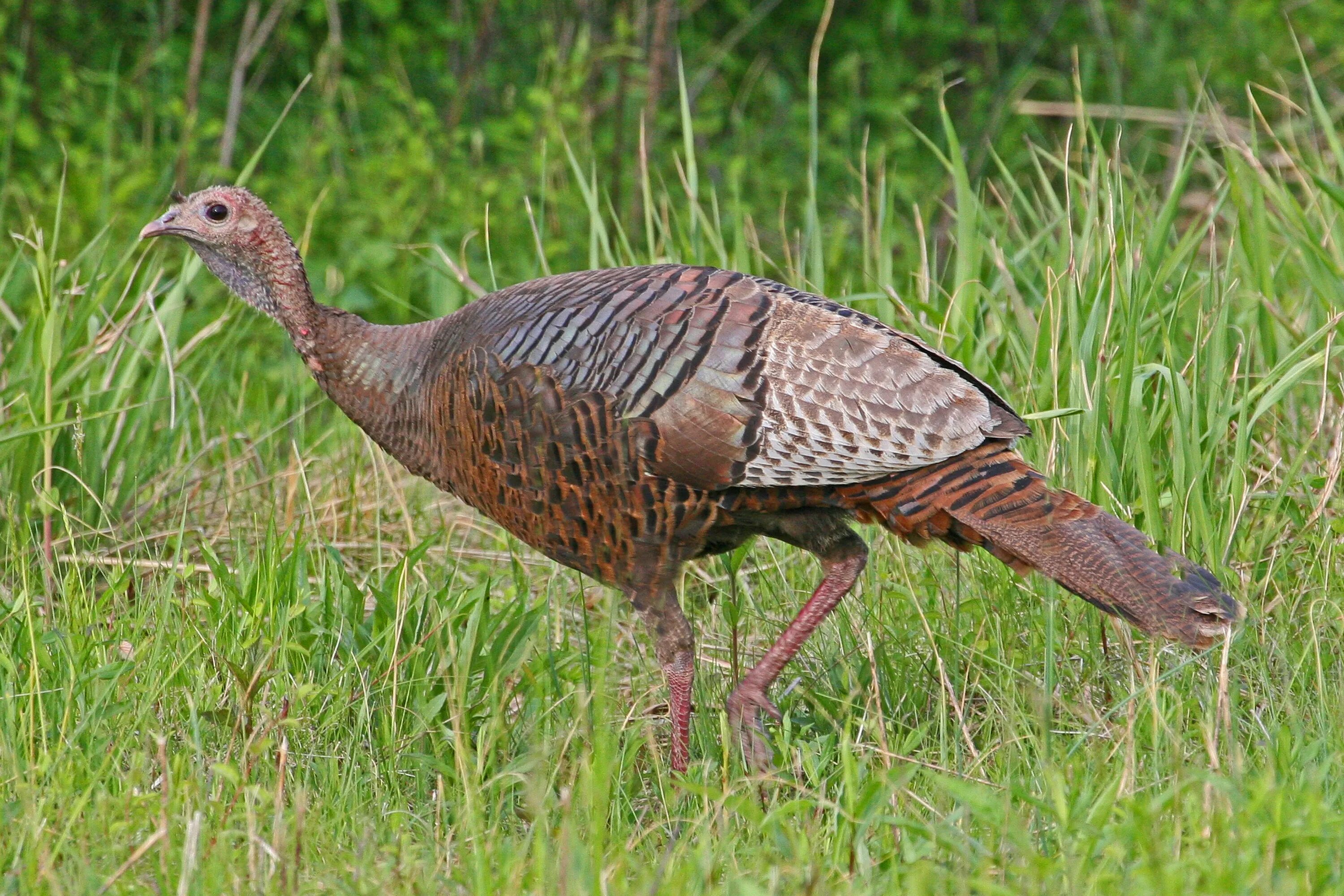 Индейка это птица. Индейка обыкновенная meleagris gallopavo. Индюшка самка. Дикая индюшка самка. Wild Turkey индюк.