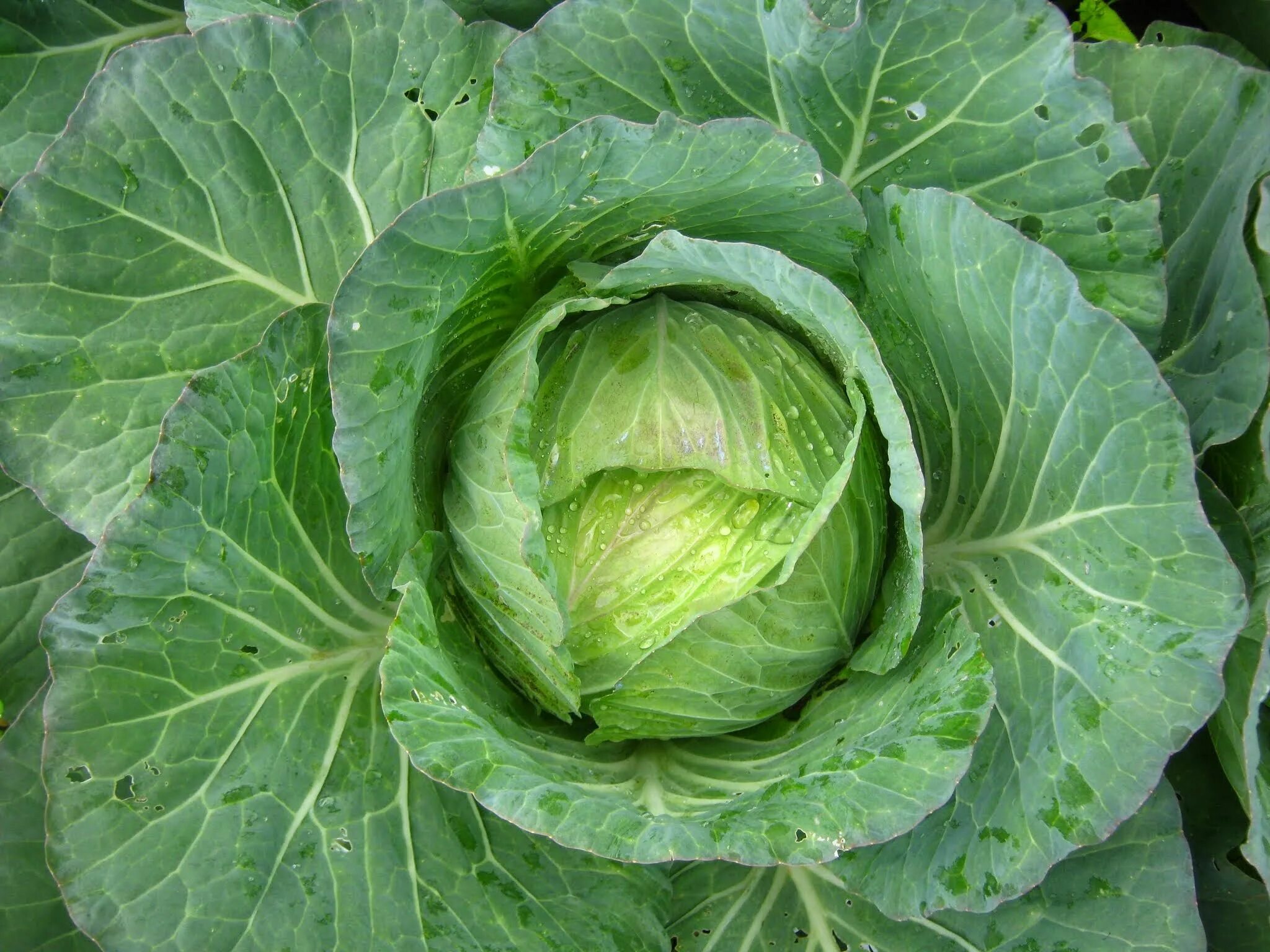 Капуста Шеннон. Капуста цветная Шеннон. Brassica oleracea сорта. Капуста герцогиня. Горчичная капуста