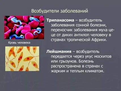 Инфекция вызванная простейшими