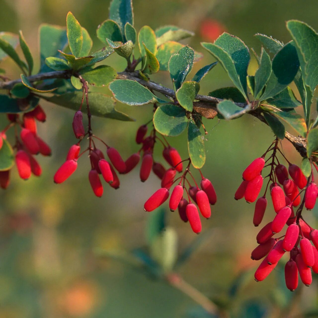 Барбарис съедобный сорта. Барбарис обыкновенный (Berberis vulgaris l.). Барбарис обыкновенный куст. Барбарис продолговатый Berberis oblonga. Барбарис Тунберга обыкновенный.