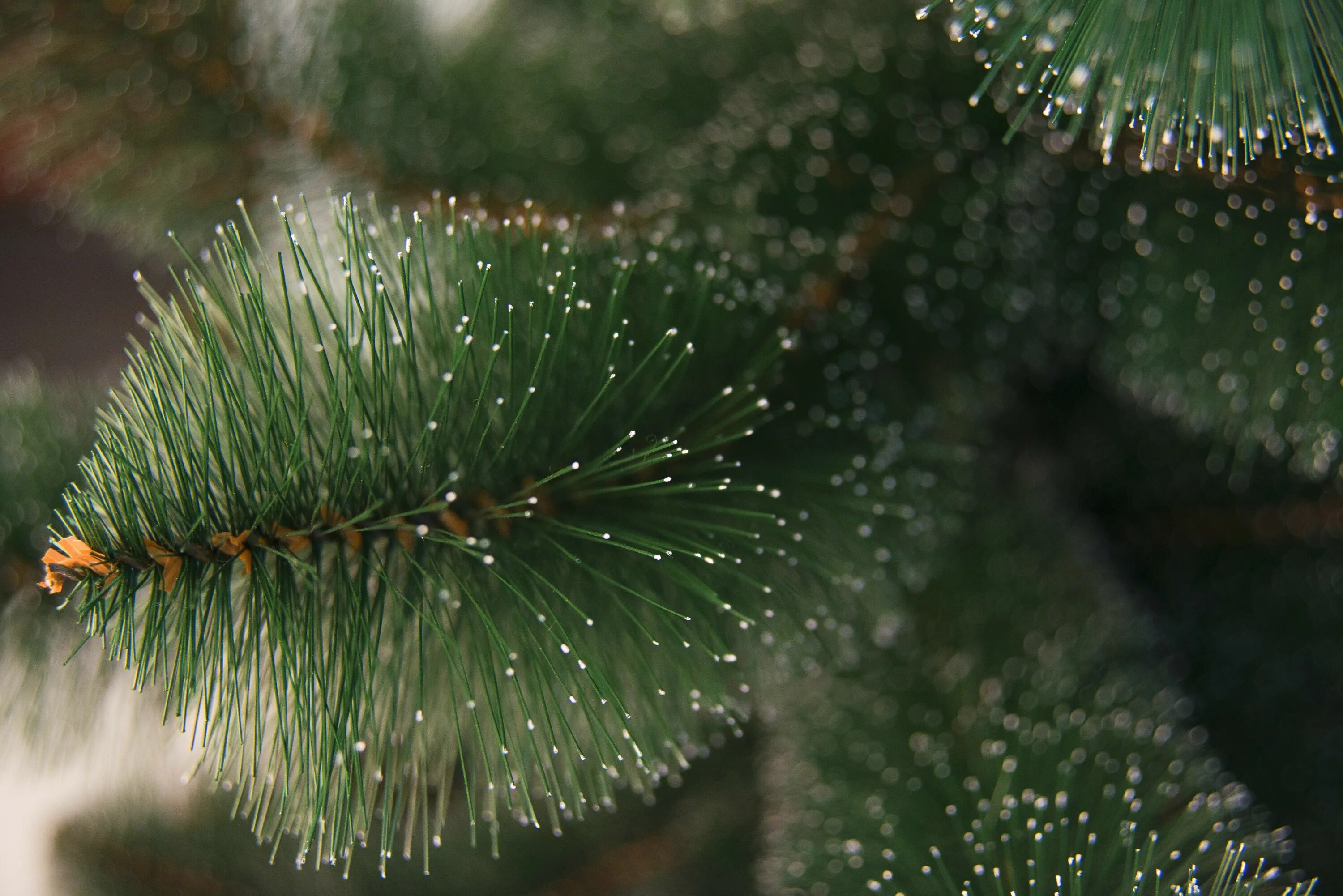 пихта нордмана ветки. елочка колючая зеленая. ель колючая хупси (голубая). ель колючая белобок. пихта и сосна.