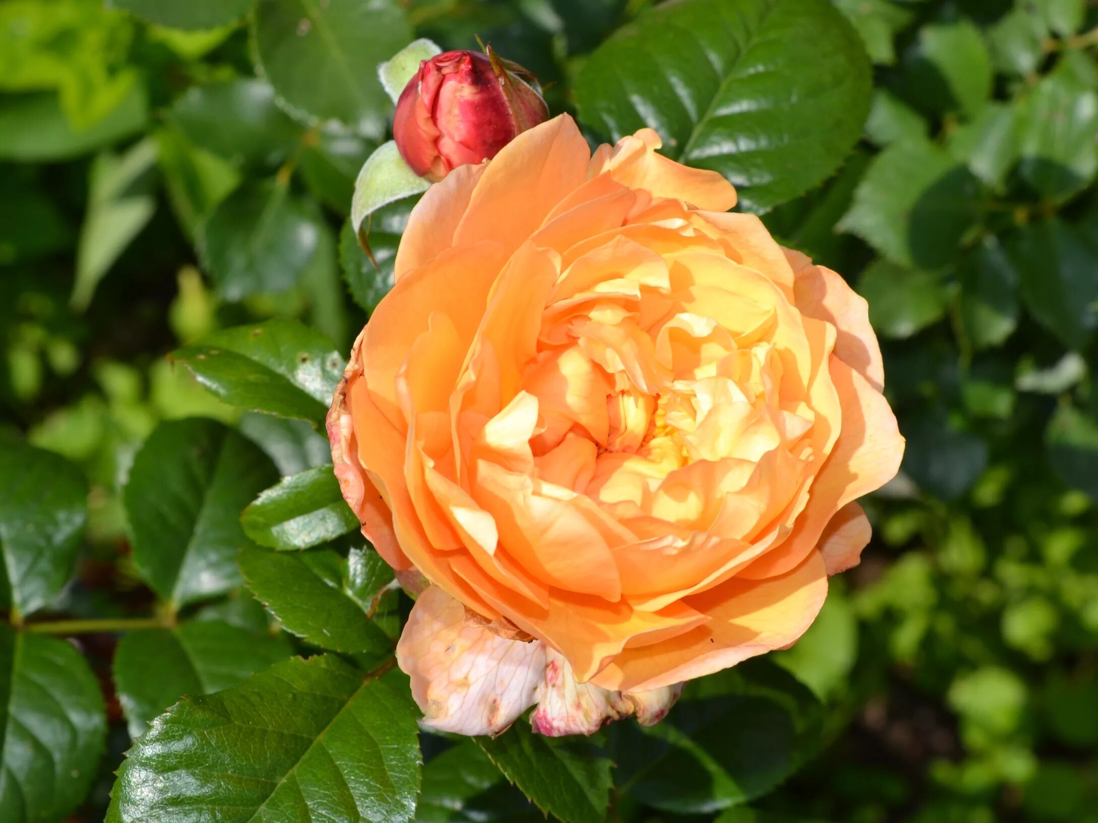 Капри capri роза. Роза capri tantau. Роза шраб ферст леди. Капри capri роза. Капри capri роза.