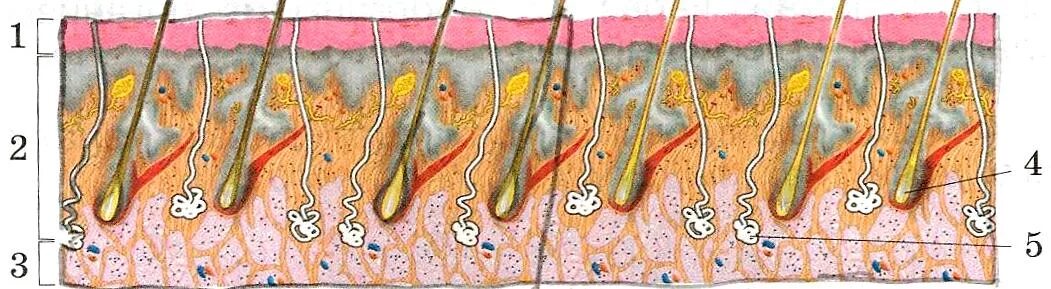 Строение кожи человека схема 4 класс. Строение кожи для детей 4 класса. Строение кожи человека 4 класс. Строение кожи без подписей.