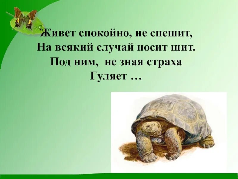 Спокойно живо. Живёт спокойно не спешит. Под ним не зная страха гуляет живет. Отгадай загадку живёт спокойно не спешит на всякий случай носит щит. Спокойно не торопись.