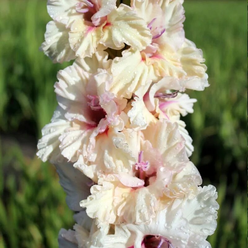 Куплю-Продам - Гладиолусы Passiflora.club
