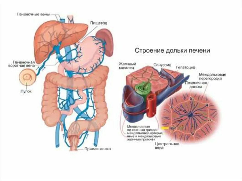 Система для печени. Воротная Вена печени система. Портальная система печени схема. Воротная Вена печени анатомия. Воротная система печени схема.