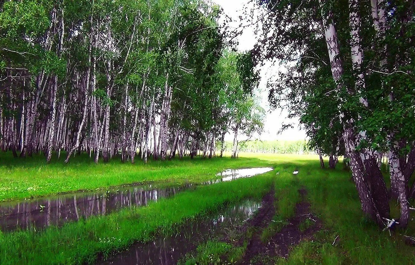 После летнего дождика. Лес после дождя. Природа дождь. Летний лес после дождя. Лето дождь.