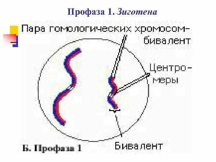 Мейоз 1 лептотена зиготена пахитена. Зиготена профаза 1. Мейоз лептотена зиготена пахитена диплотена диакинез таблица. Профаза лептотена.