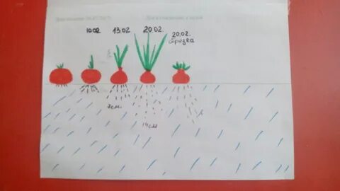 Дневник наблюдений за огородом на окне